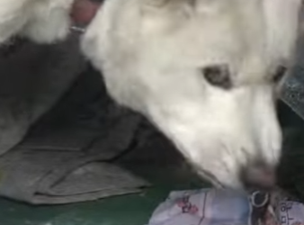 B0901005 She Lied Dog Paid (Part 2)