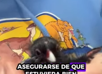 R1001014 Rescatar los polluelos (Parte 2)