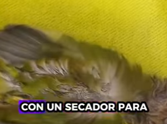 R1001010 Loro de rescate (Parte 2)