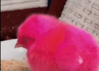 R1001012 Rescatar los polluelos (Parte 2)