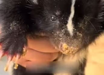 R1001006 Zorrillo de rescate (Parte 2)