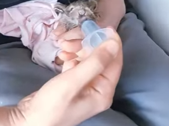 R1001005 Conejo rescatado (Parte 2)