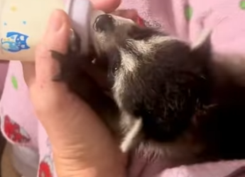 R1001003 Rescatar mapaches (Parte 2)