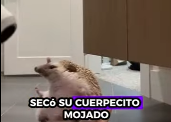 R1001009 Rescatando al erizo (Parte 2)