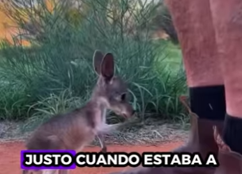R1001002 Rescue Kangaroo (Parte 2)