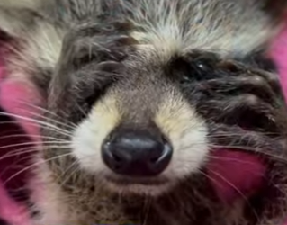 R1001004 Rescatar mapaches (Parte 2)