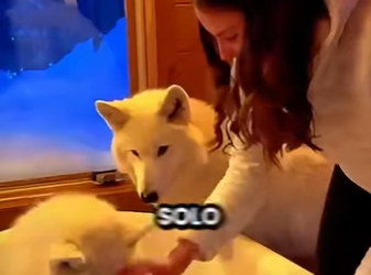 L0512005 Este Lobo la obligó a seguirlo a la Tormenta (Parte 2)