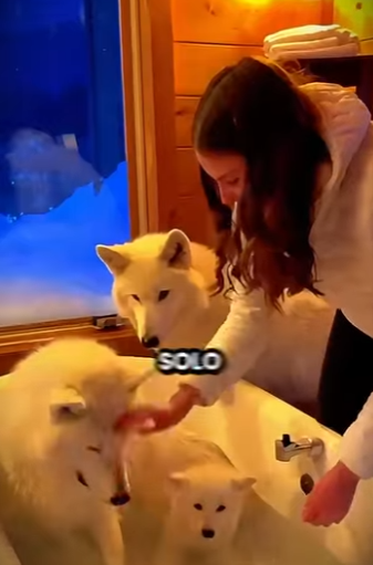 L0512005 Este Lobo la obligó a seguirlo a la Tormenta (Parte 2)