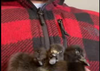 R1001007 Patos rescatados (Parte 2)