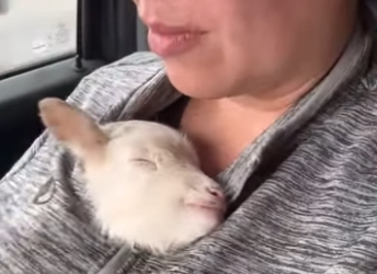 R1001001 Rescatar al cordero (Parte 2)