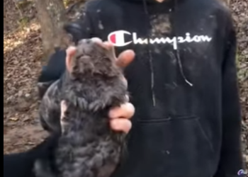 R1001008 Castor de rescate (Parte 2)