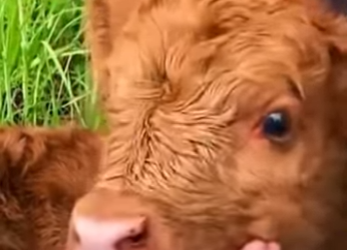 R1001011 Rescatar la vaca (Parte 2)