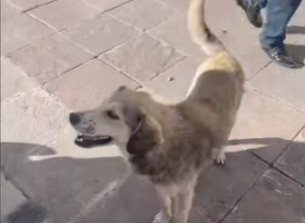 W0901017 Street dog won stop chasing tourist (Part 2)