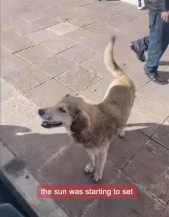 W0901017 Street dog won stop chasing tourist (Part 2)