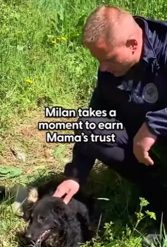 W0901012 Mama Dog Dumped Her Puppies On Sire Of Road Gets Rescued (Part 2)