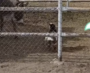 W0901018 Cutest Mini Goat Make Whole Farm Laugh (Part 2)