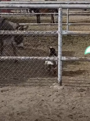 W0901018 Cutest Mini Goat Make Whole Farm Laugh (Part 2)