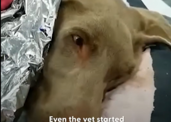 W0901001 Frozen Dog Comes Back To Life Days Later (Part 2)