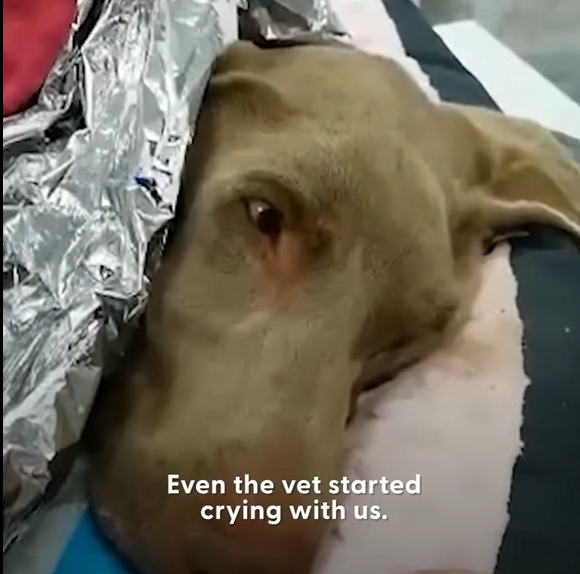 W0901001 Frozen Dog Comes Back To Life Days Later (Part 2)