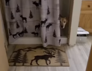 W0901004 Heartbroken dog barks first time in years (Part 2)