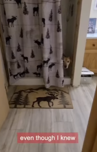 W0901004 Heartbroken dog barks first time in years (Part 2)