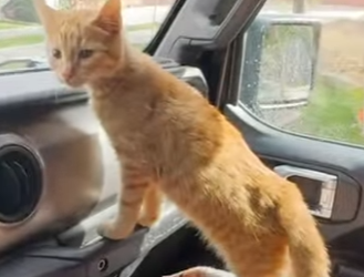 W0901010 Tiny Kitten Copies Everything German Shepherd Does (Part 2)