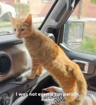 W0901010 Tiny Kitten Copies Everything German Shepherd Does (Part 2)