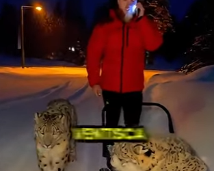 L0512014 Metió 3 LEOPARDOS SALVAJES en su CASA (Parte 2)