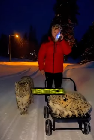 L0512014 Metió 3 LEOPARDOS SALVAJES en su CASA (Parte 2)