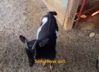 W0901003 Blind Donkey Keeps Opening Goat BFF Stall His Mouth (Part 2)