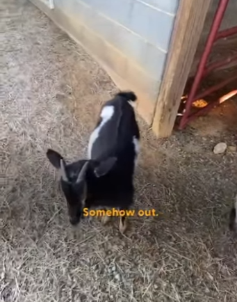 W0901003 Blind Donkey Keeps Opening Goat BFF Stall His Mouth (Part 2)