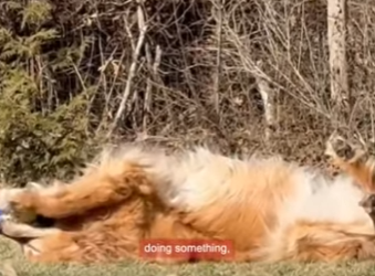 W0901008 Dog amazes unusual skill (Part 2)