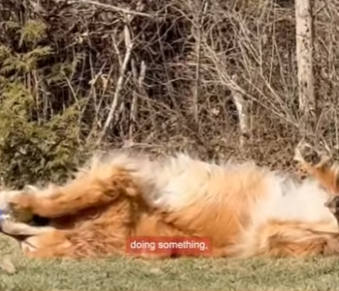 W0901008 Dog amazes unusual skill (Part 2)