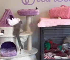 W0901016 Baby Squirrel Rescued Now Throwing Hilarious Tantrums (Part 2)