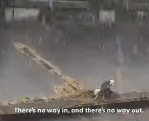 W0901005 Abandoned Pitties Stuck In Canal In Rain Get Rescued (Part 2)