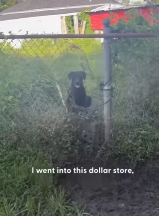 W0901011 Stray Mama Dog Found Looking Food Her Babies (Part 2)