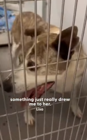 W0901002 Broken Senior Dog Finally Comes Alive In Her Foster Home (Part 2)