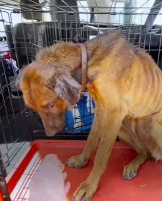 W0901006 Abandoned Dog Transforms Into Princess After Finding Loving Home (Part 2)
