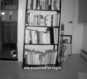 W0901014 Shy Rescue Cat Hides Year Until She Finally Trusts Her Foster (Part 2)