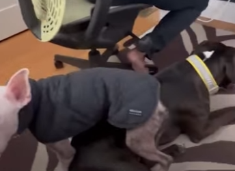 W0901007 Foster Pittie Sits On His Siblings To Feel Safe (Part 2)