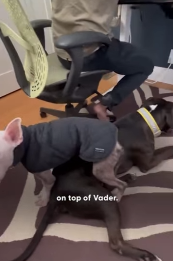 W0901007 Foster Pittie Sits On His Siblings To Feel Safe (Part 2)