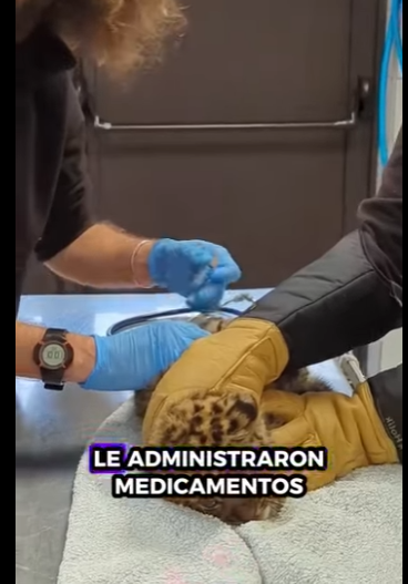 A1011012 Rescatando al cachorro de leopardo (Parte 2)