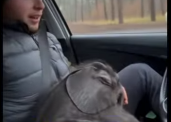 A1011010 Rescatar elefantes (Parte 2)