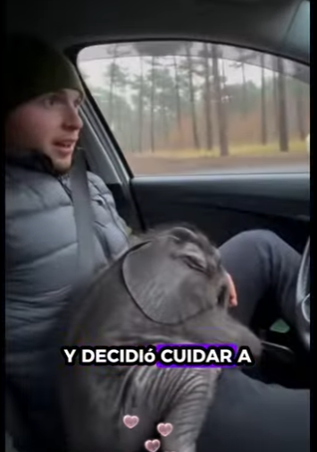 A1011010 Rescatar elefantes (Parte 2)