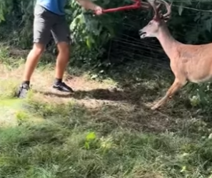 A1011002 Rescata al ciervo (Parte 2)