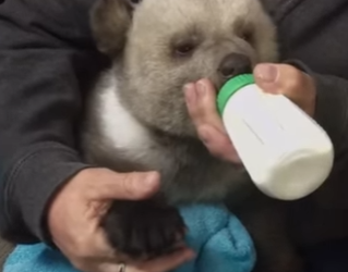 A1011003 rescate de un cachorro de oso negro (Parte 2)