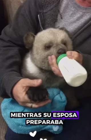 A1011003 rescate de un cachorro de oso negro (Parte 2)