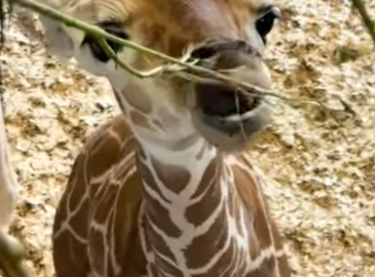 A1011011 Jirafa rescatada (Parte 2)