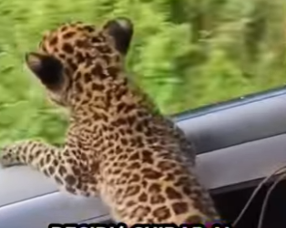 A1011014 Rescatando al cachorro de leopardo (Parte 2)