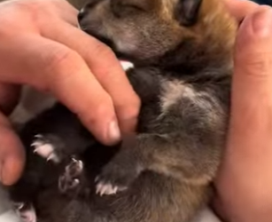 A1011005 Rescata al lobo (Parte 2)